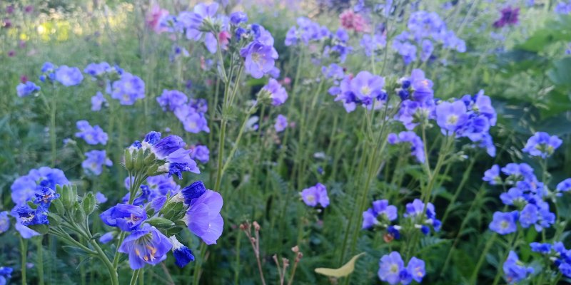 Polemonium caeruleum 'Northern Light's' Harilik sinilatv